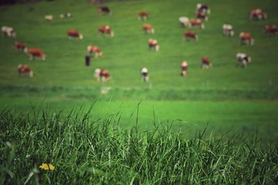 Scenic view of agricultural field