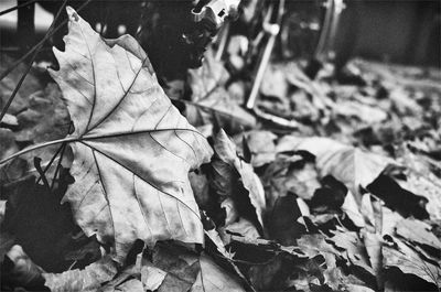 Close-up of leaves