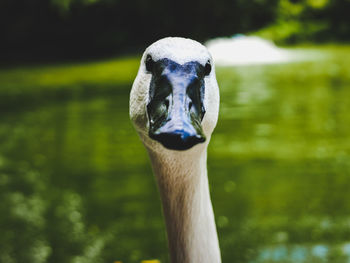Close-up portrait of bird