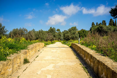 Footpath amidst trees against sky