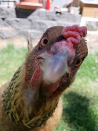 Close-up of a bird