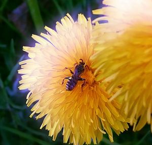 Close-up of insect pollinating flower