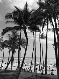 Palm trees on beach