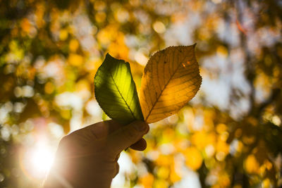 Close-up of hand holding maple leaves