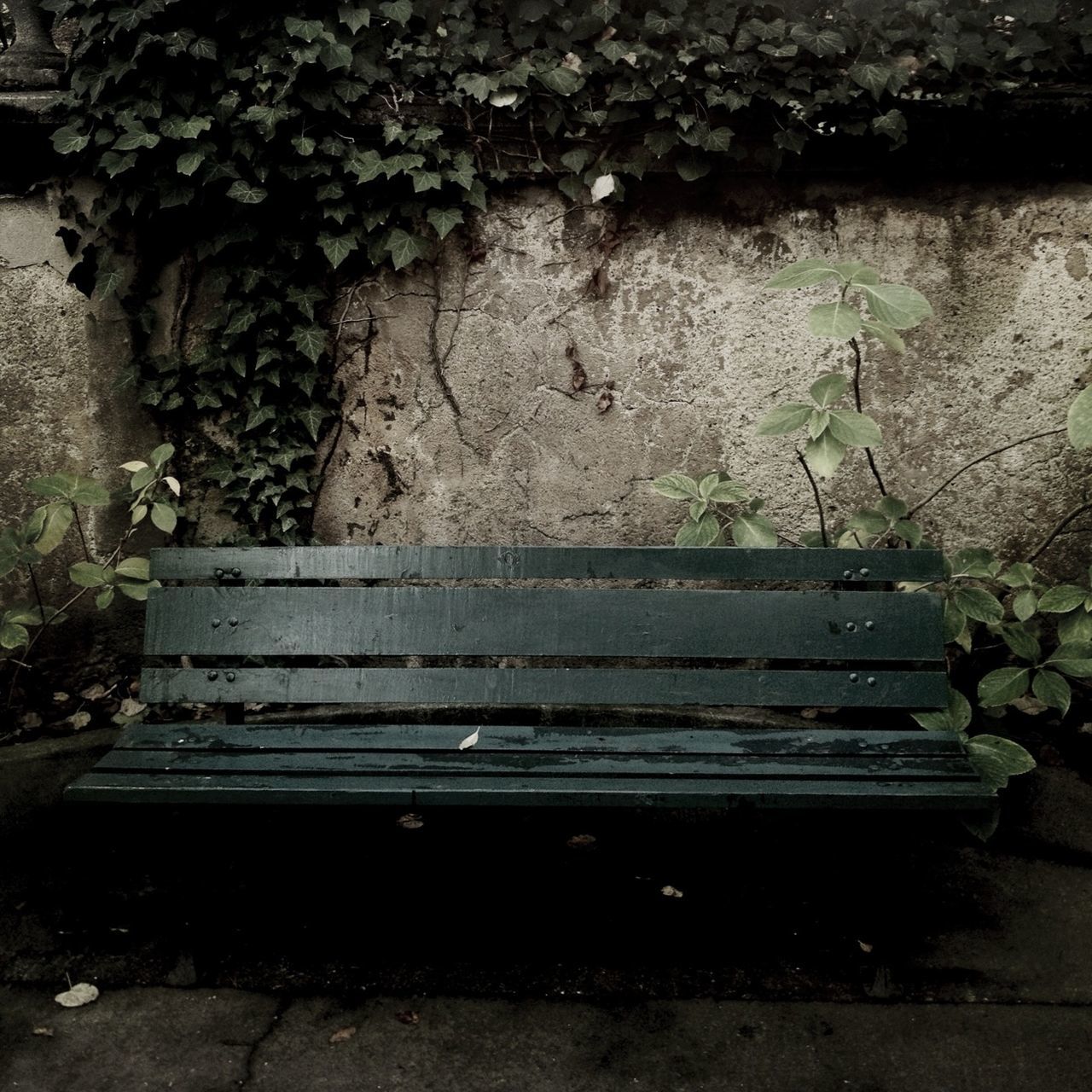 plant, old, abandoned, wall - building feature, built structure, weathered, leaf, growth, wall, outdoors, day, damaged, wood - material, architecture, bench, no people, deterioration, house, steps, building exterior