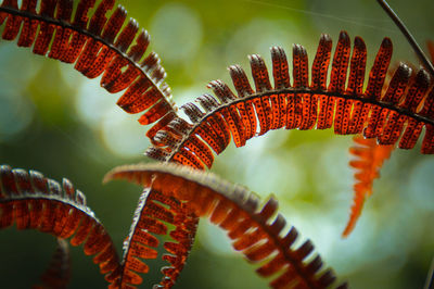 Close-up of leaf