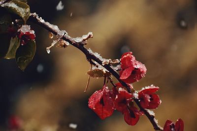 Close-up of red berries on plant