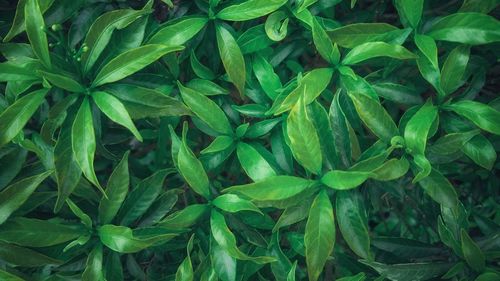 Full frame shot of plants growing on field