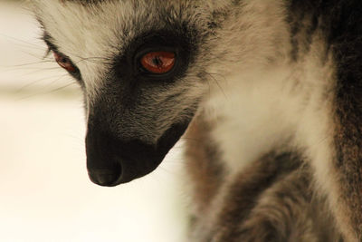 Close-up of a cat looking away