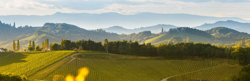 Scenic view of agricultural field against sky