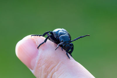 Close-up of insect on hand