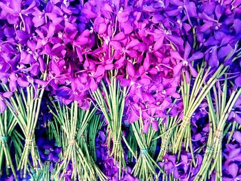 Close-up of purple flowers blooming outdoors