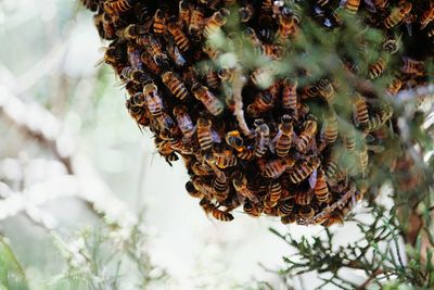 Close-up of beehive