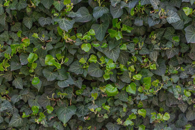 Green english common ivy or hedera helix on fence. greenery background