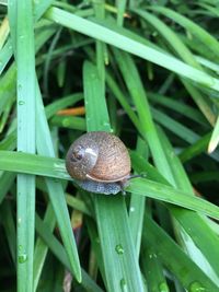 Close-up of snail on grass