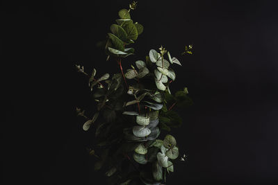 Close-up of flowering plant against black background