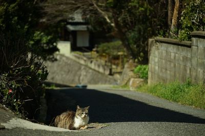 Cat living in front of kyoto joruri-ji temple