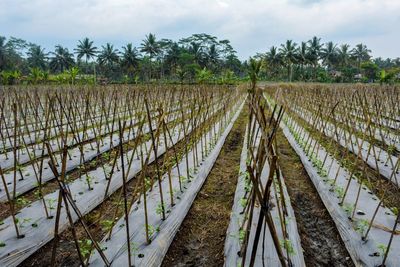 Scenic view of agricultural field against sky