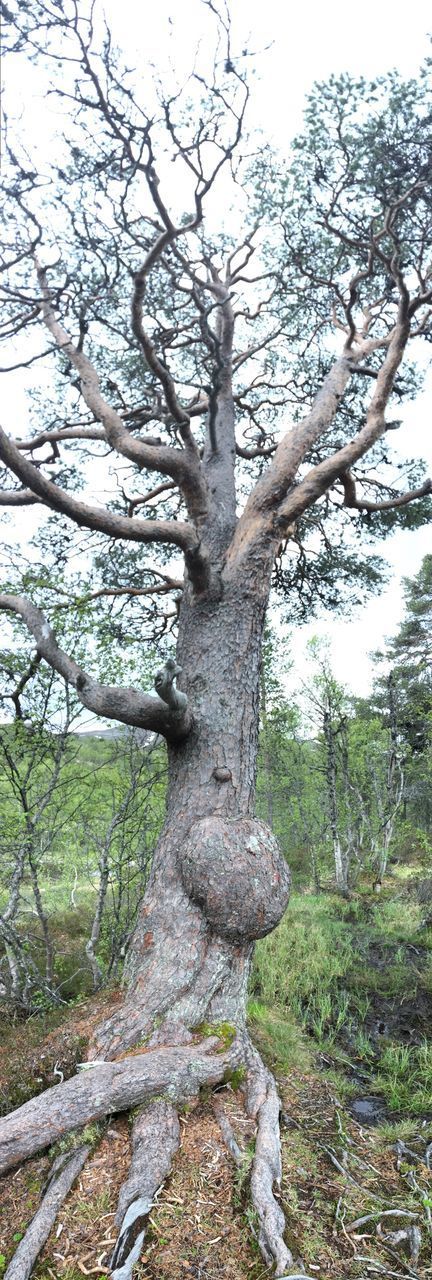 VIEW OF BARE TREE IN FIELD