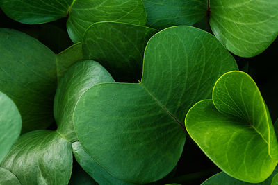 Full frame shot of green leaves