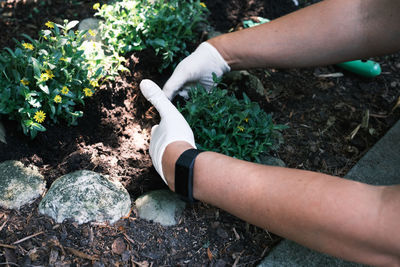 Midsection of woman hand holding plants in back yard