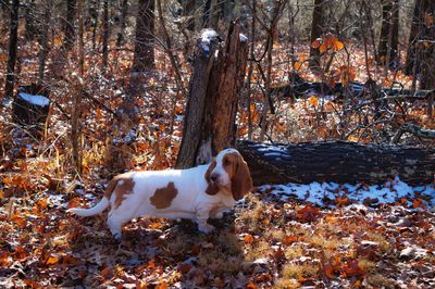 Dog on tree in forest during autumn