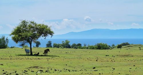 Cows grazing in a field