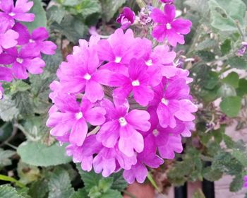 Close-up of pink flowers