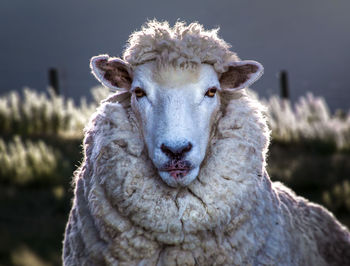 Close-up of an animal