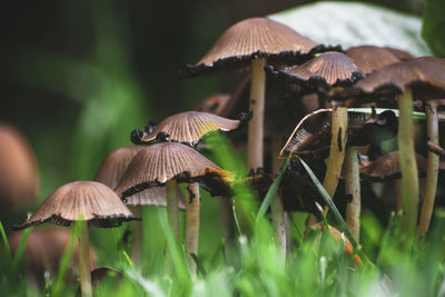 Close-up of mushroom growing on field