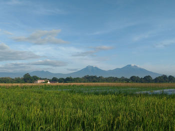 The view of mountains, blue sky, clouds and rice field. asian landscape. nature background.