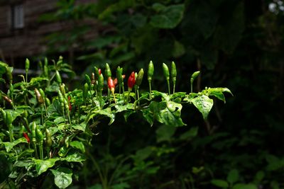Close-up of flowering plant on field
