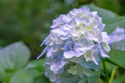 Close-up of purple hydrangea flowers