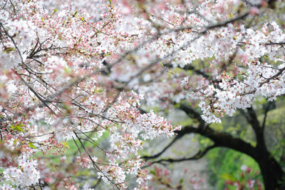 Pink flowers blooming on tree