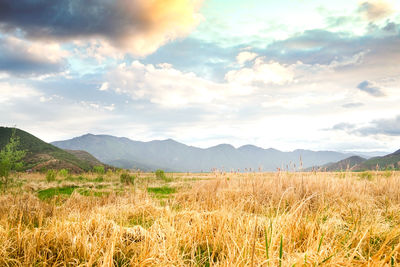 Scenic view of field against sky