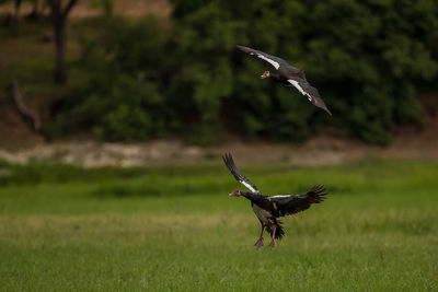 Bird flying over a field