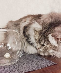 Close-up of cat