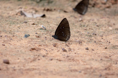 Close-up of butterfly on ground