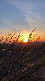 Silhouette plants against sky during sunset