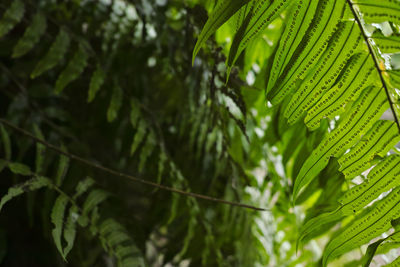 Close-up of raindrops on leaves