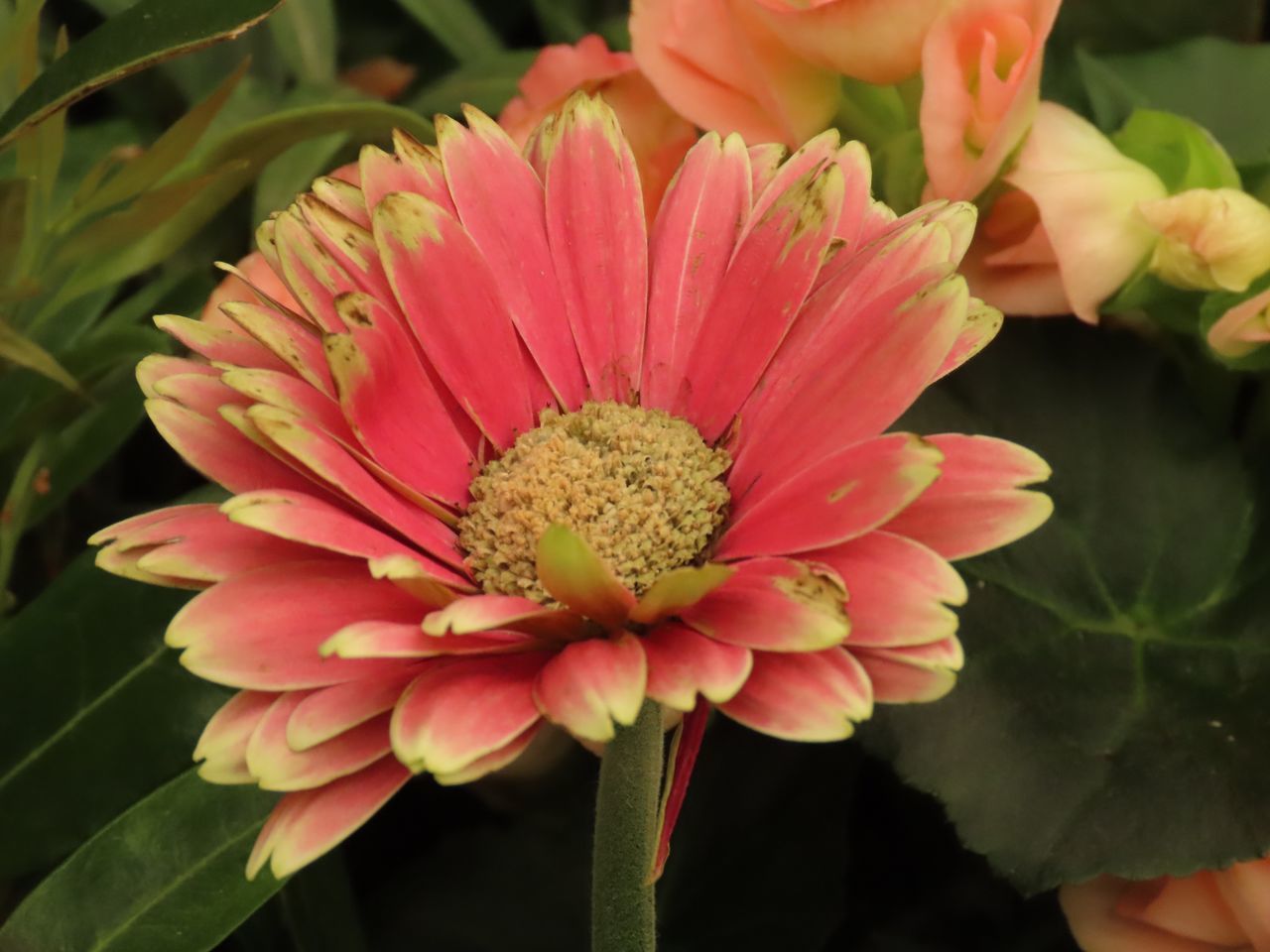 CLOSE-UP OF ORANGE FLOWER