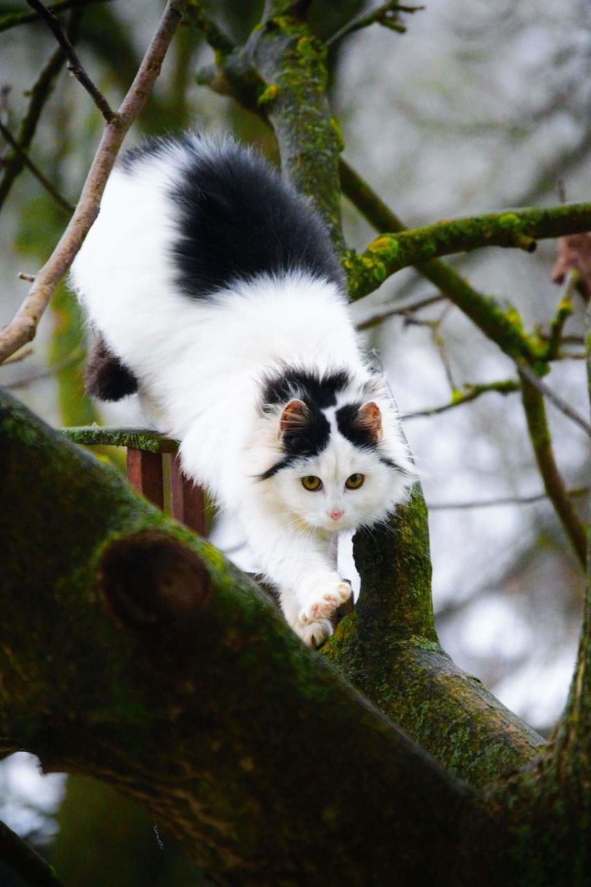 animal themes, one animal, mammal, pets, domestic animals, focus on foreground, animals in the wild, domestic cat, wildlife, sitting, tree, cat, branch, outdoors, feline, young animal, nature, portrait, monkey, looking at camera