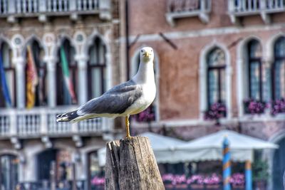 Seagull perching on wooden post