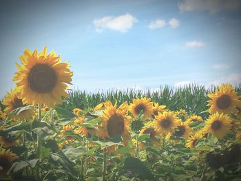 Close-up of sunflowers blooming on field against sky