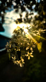 Close-up of fresh flowers on tree