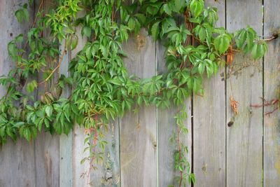 Close-up of ivy growing on fence against wall