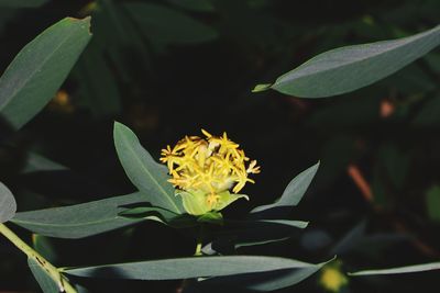 Close-up of flowering plant