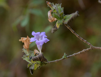 plant