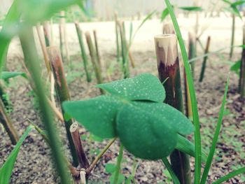 Close-up of plant