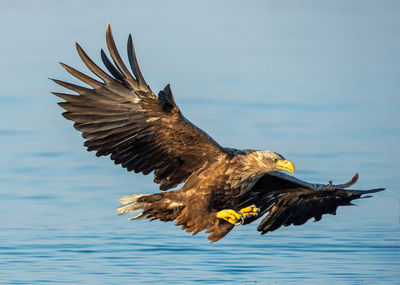 Eagle flying over sea